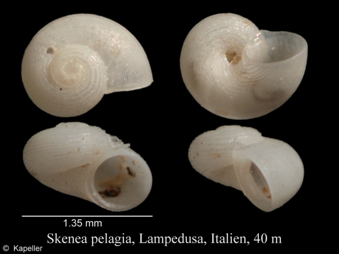 Skenea pelagia