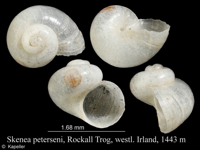 Skenea peterseni Skenea peterseni