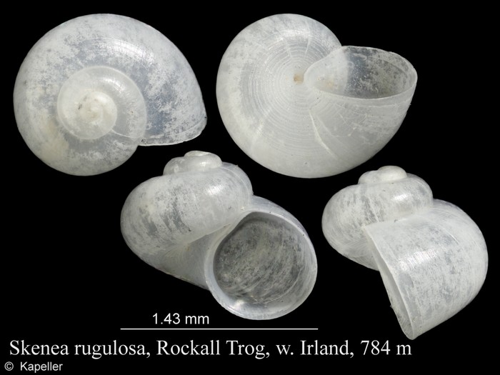 Skenea rugulosa Skenea rugulosa