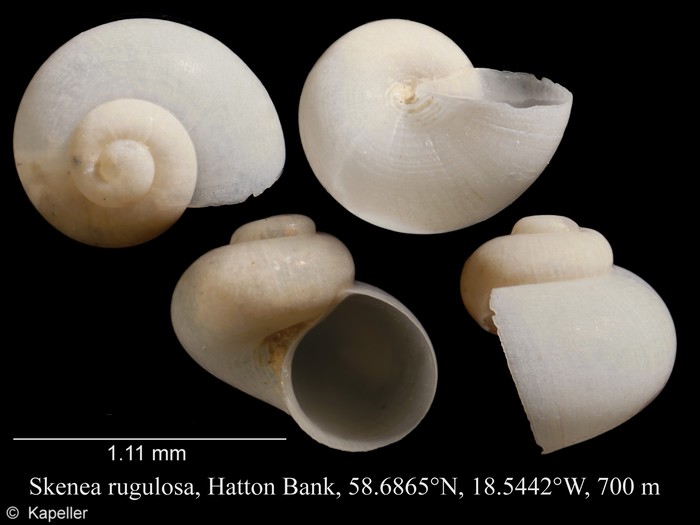 Skenea rugulosa Skenea rugulosa