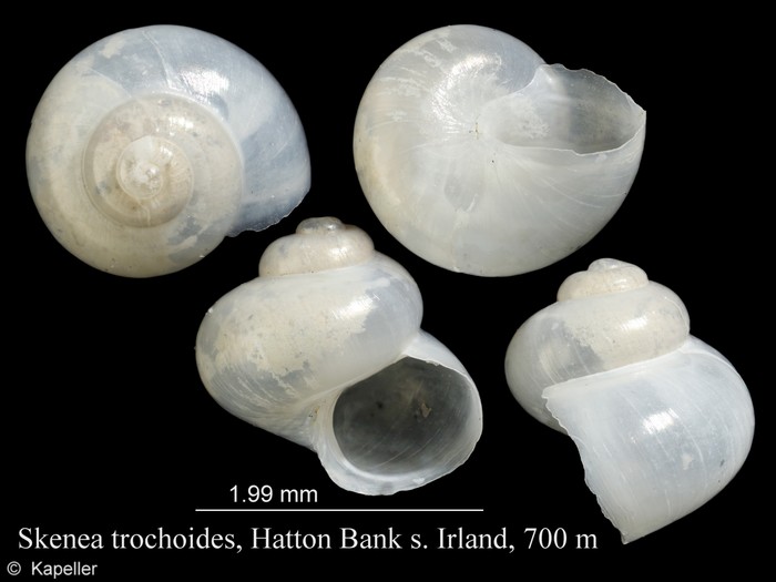 Skenea trochoides Skenea trochoides