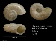 Skeneoides exilissima