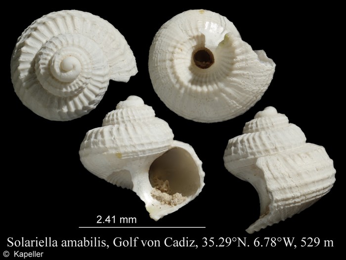 Solariella amabilis Solariella amabilis
