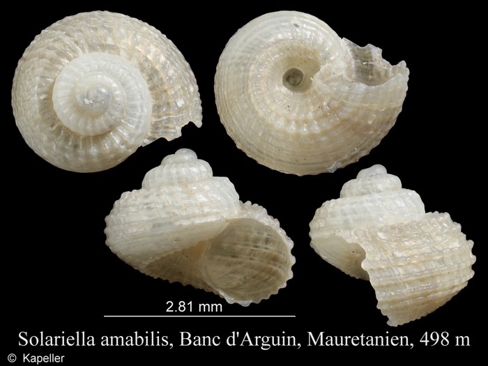 Solariella amabilis