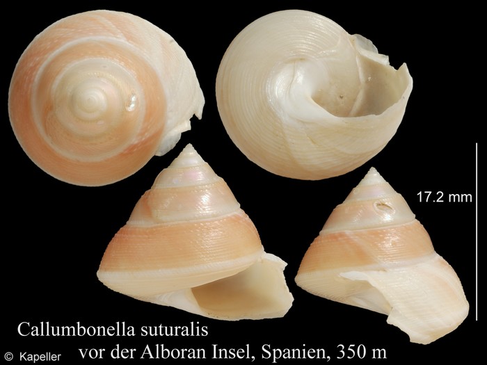 Callumbonella suturalis