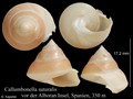 Mollusca (molluscs)