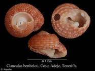 Clanculus berthelotii