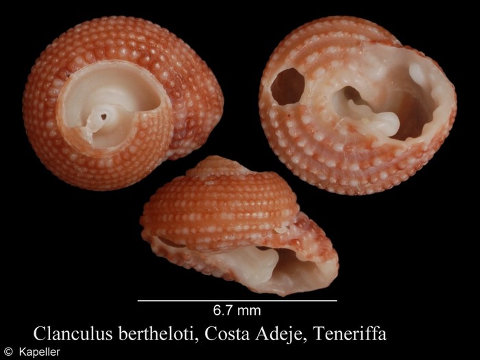 Clanculus berthelotii Clanculus berthelotii