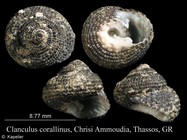 Clanculus corallinus