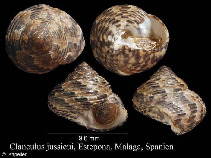 Clanculus jussieui