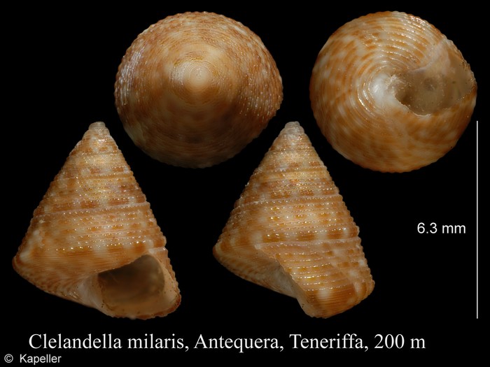 Clelandella miliaris