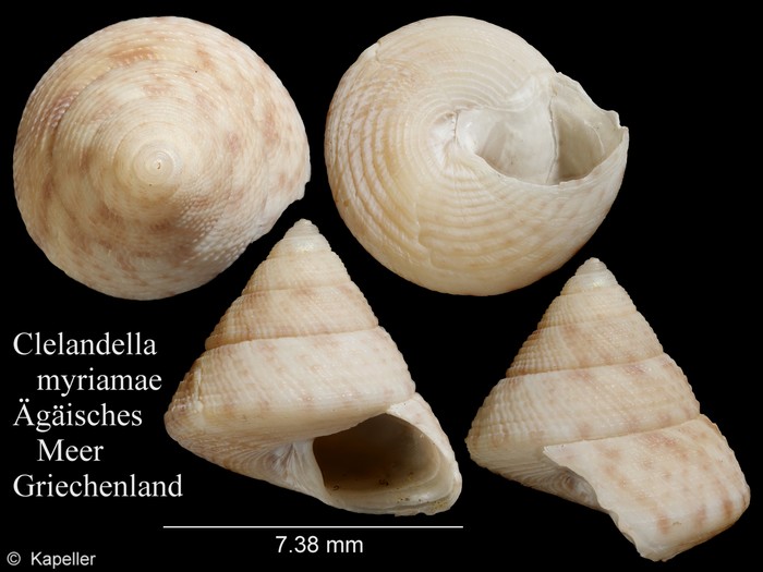 Clelandella myriamae Clelandella myriamae