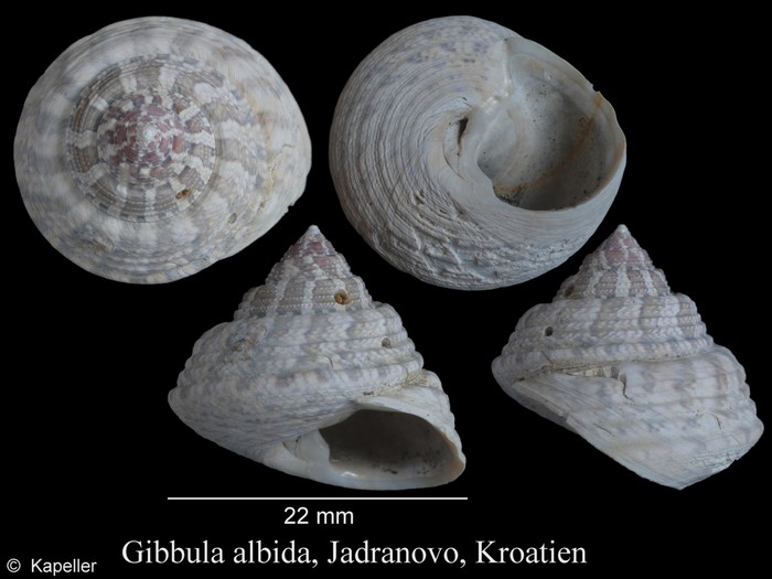 Gibbula albida