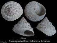 Steromphala albida