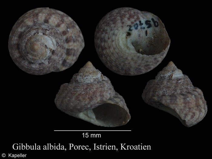 Gibbula albida