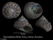 Steromphala albida