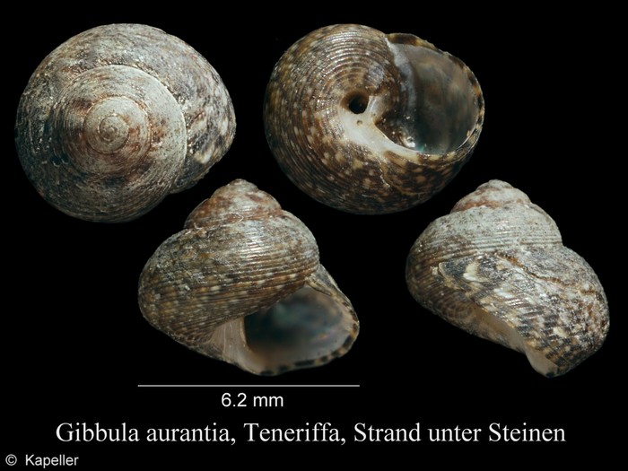 Gibbula aurantia