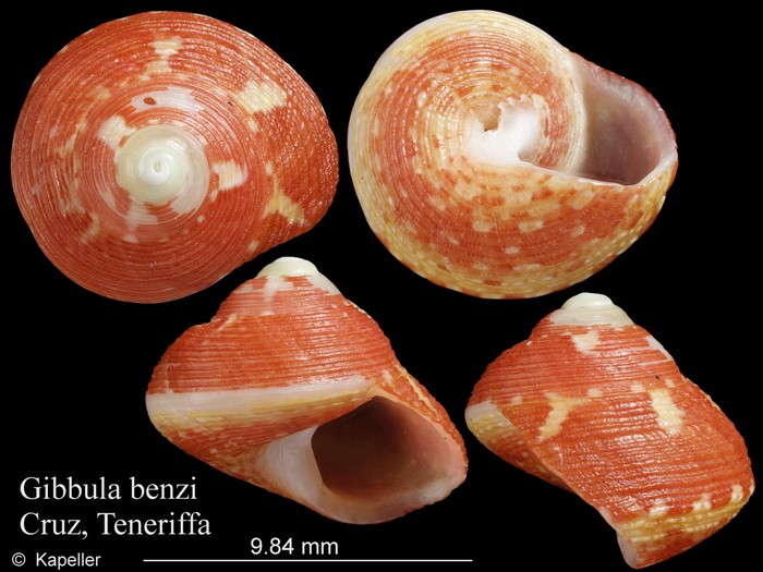 Gibbula benzi