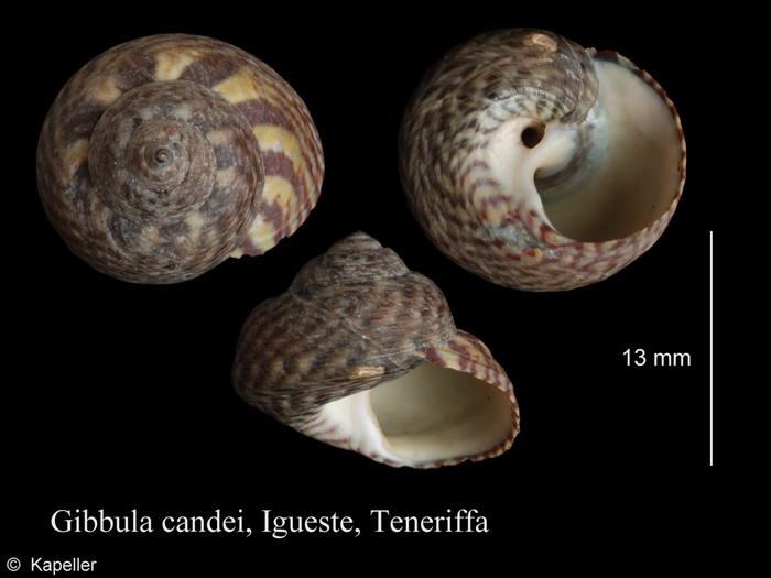 Gibbula candei Gibbula candei