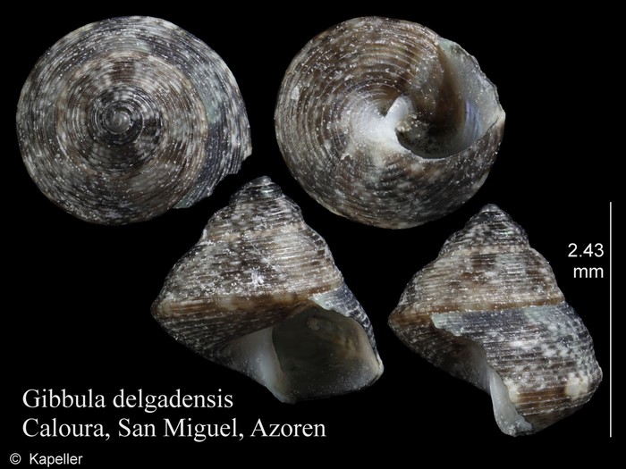 Gibbula delgadensis Gibbula delgadensis