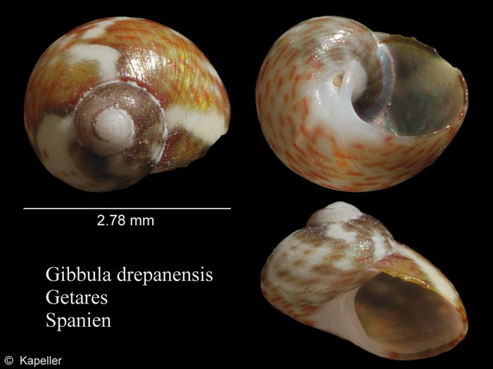Gibbula drepanensis Gibbula drepanensis