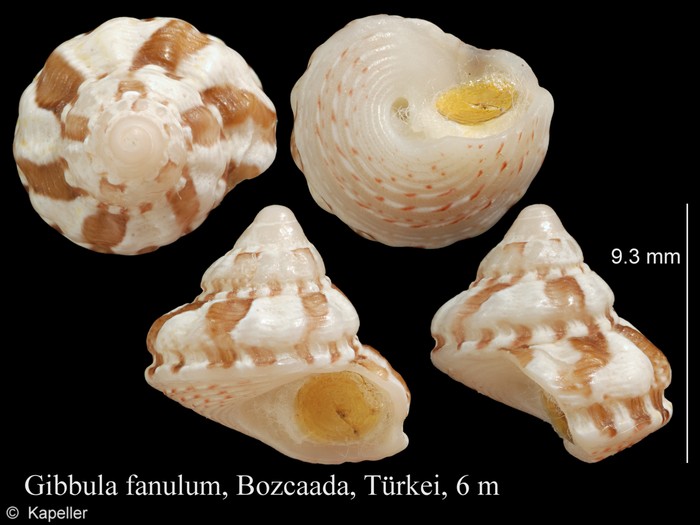 Gibbula fanulum