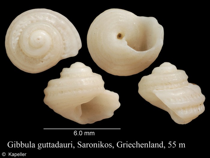 Gibbula guttadauri