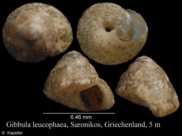 Gibbula leucophaea