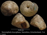 Steromphala leucophaea