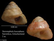 Steromphala leucophaea