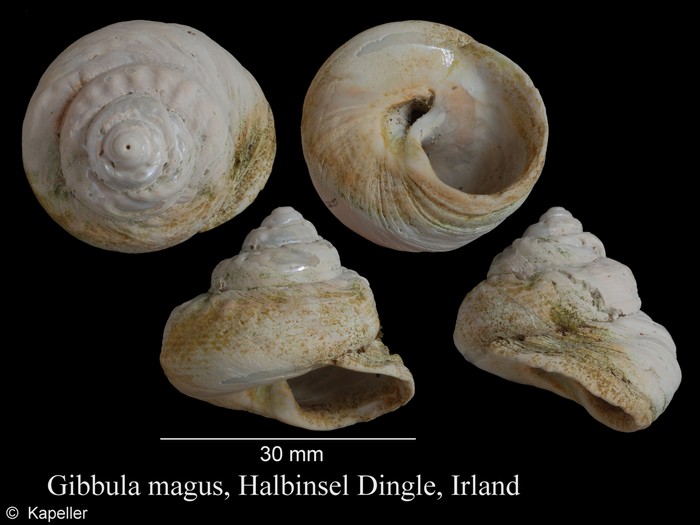Gibbula magus Gibbula magus