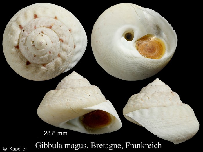 Gibbula magus Gibbula magus