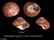 Steromphala racketti