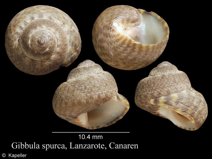 Gibbula spurca