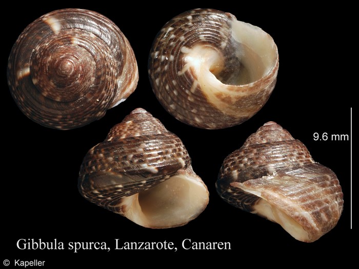 Gibbula spurca