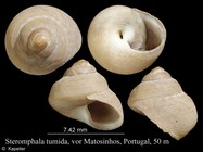 Steromphala tumida