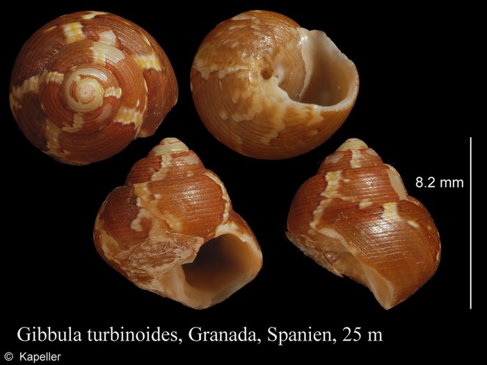 Gibbula turbinoides