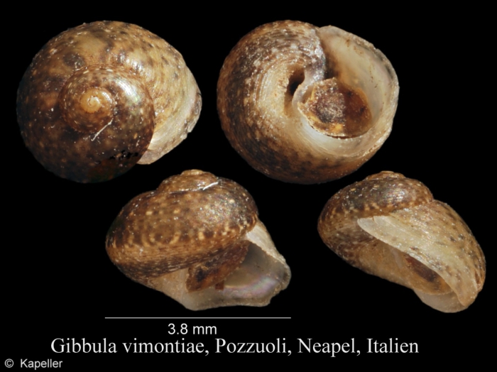 Gibbula vimontiae Gibbula vimontiae
