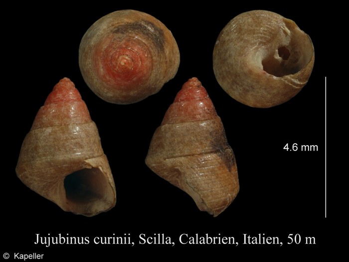 Jujubinus curinii Jujubinus curinii