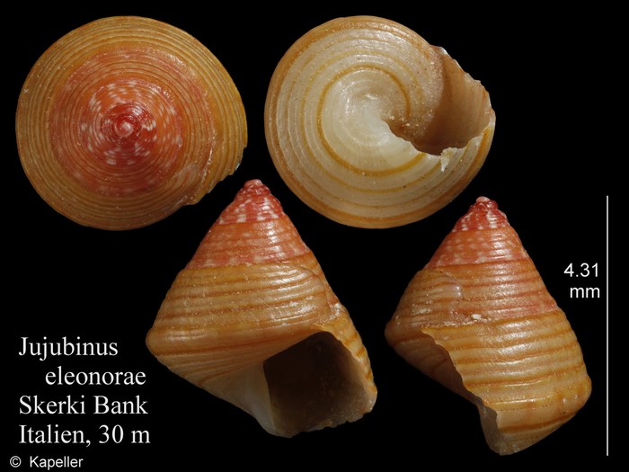 Jujubinus eleonorae Jujubinus eleonorae