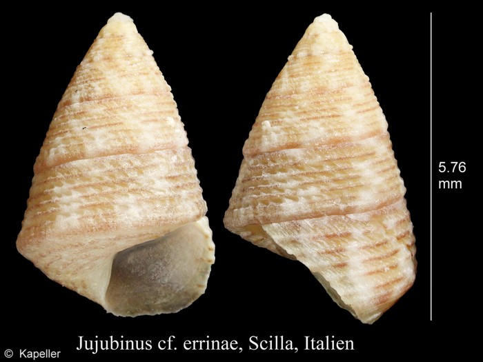Jujubinus errinae Jujubinus errinae