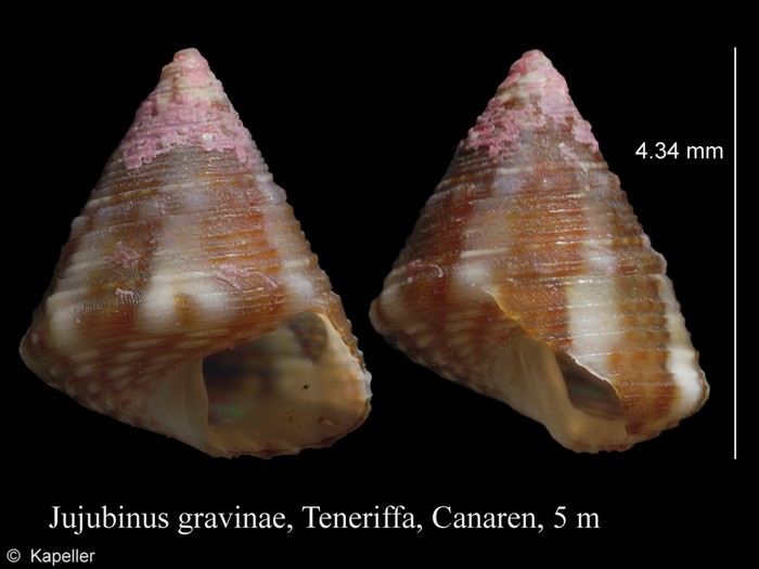 Jujubinus gravinae