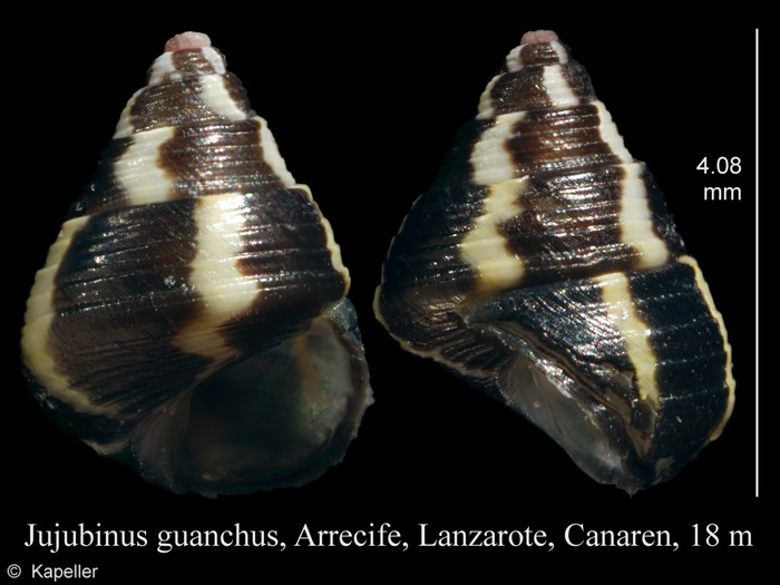 Jujubinus guanchus Jujubinus guanchus