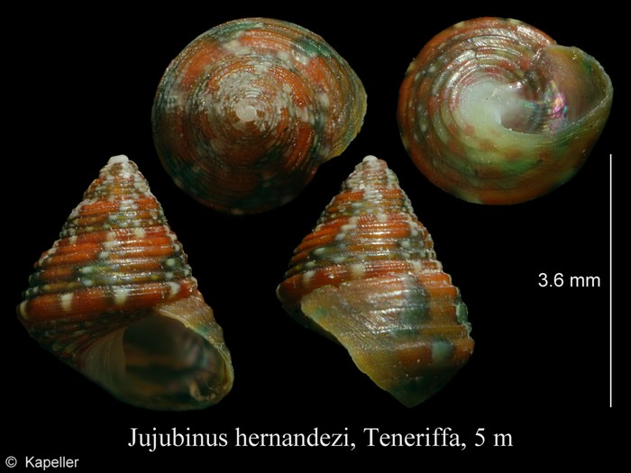 Jujubinus hernandezi Jujubinus hernandezi
