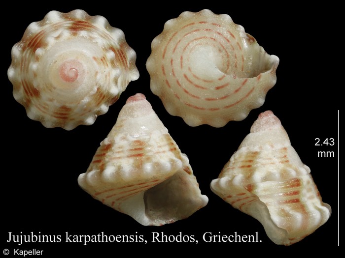 Jujubinus karpathoensis Jujubinus karpathoensis