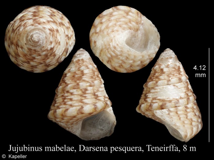 Jujubinus mabelae Jujubinus mabelae