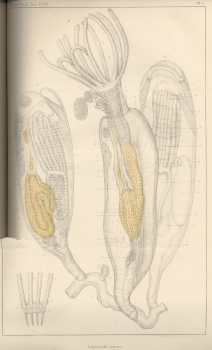 Van Beneden (1845, pl. 1) Van Beneden (1845, pl. 1)