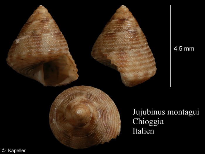 Jujubinus montagui