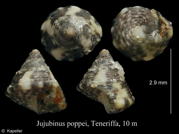 Jujubinus poppei Jujubinus poppei
