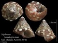 Mollusca (molluscs)